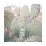 Pastel Cactus